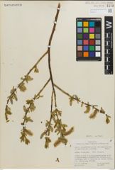 Foto von Salix padophylla Rydb.